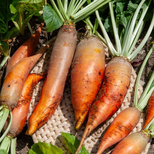 Potagères - Betterave Fourragère Jaune Géante de Vauriac - face recto